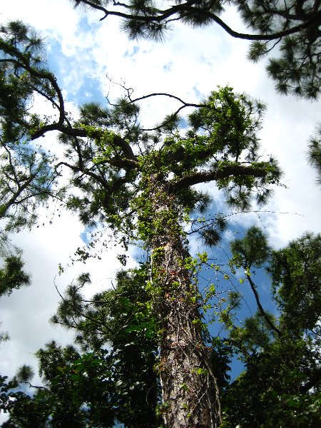 Morikami-Museum-Japanese-Gardens-Delray-Beach-FL-140