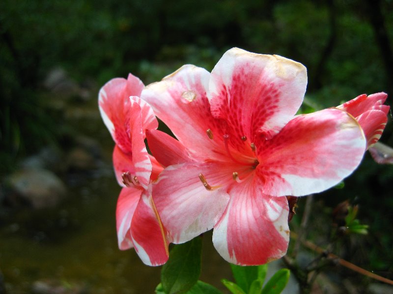 Morikami-Museum-Japanese-Gardens-Delray-Beach-FL-181