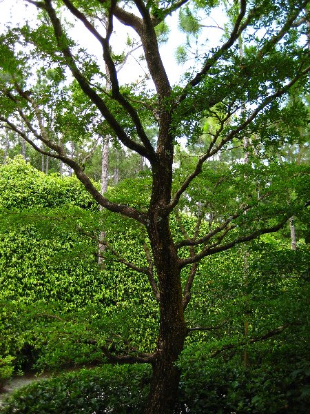 Morikami-Museum-Japanese-Gardens-Delray-Beach-FL-184