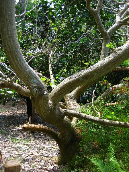 Morikami-Museum-Japanese-Gardens-Delray-Beach-FL-195