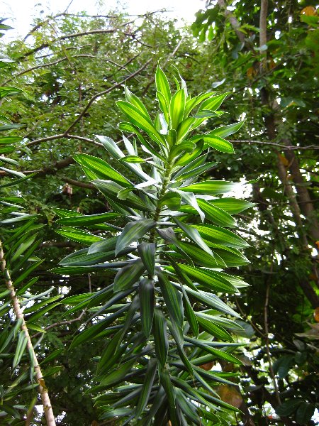 Morikami-Museum-Japanese-Gardens-Delray-Beach-FL-196