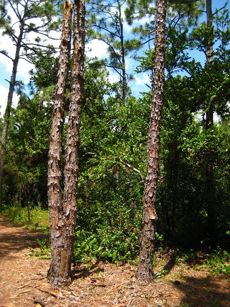 Morikami-Museum-Japanese-Gardens-Delray-Beach-FL-210