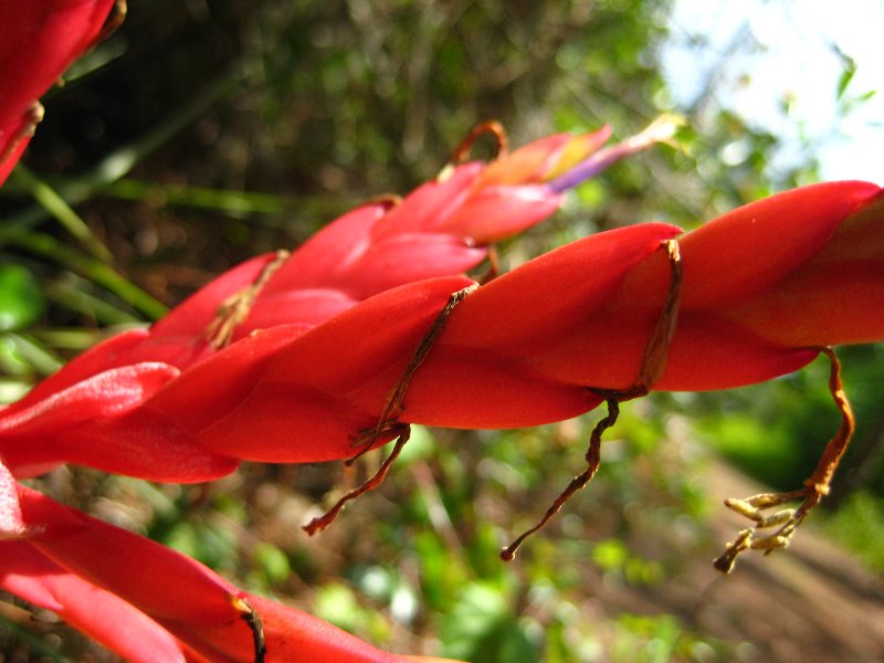 Morikami-Museum-Japanese-Gardens-Delray-Beach-FL-214