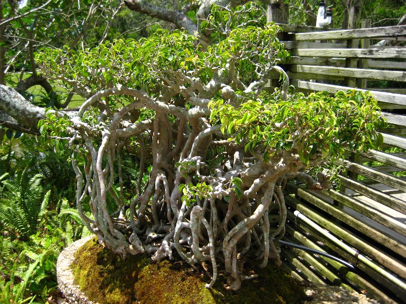 Morikami-Museum-Japanese-Gardens-Delray-Beach-FL-226