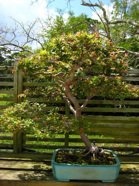 Morikami-Museum-Japanese-Gardens-Delray-Beach-FL-237