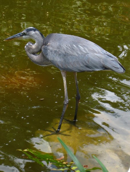 Morikami-Museum-Japanese-Gardens-Delray-Beach-FL-242