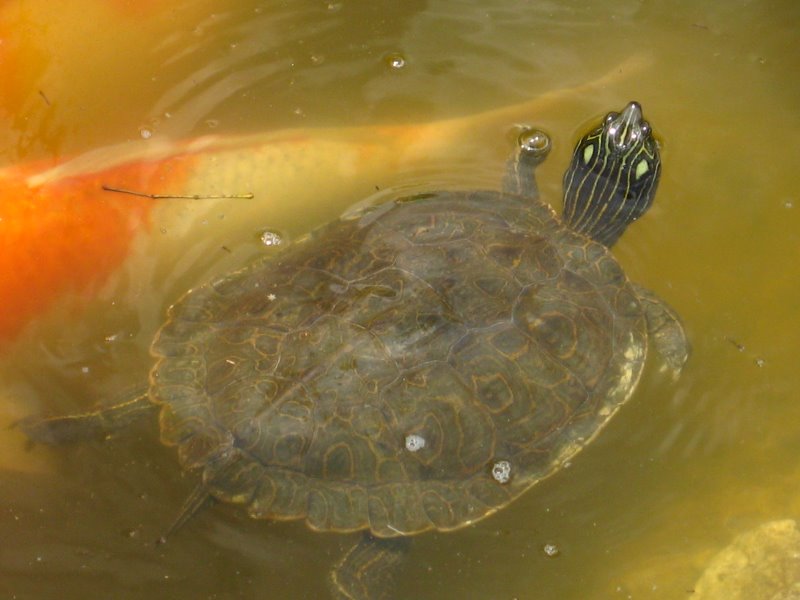 Morikami-Museum-Japanese-Gardens-Delray-Beach-FL-244