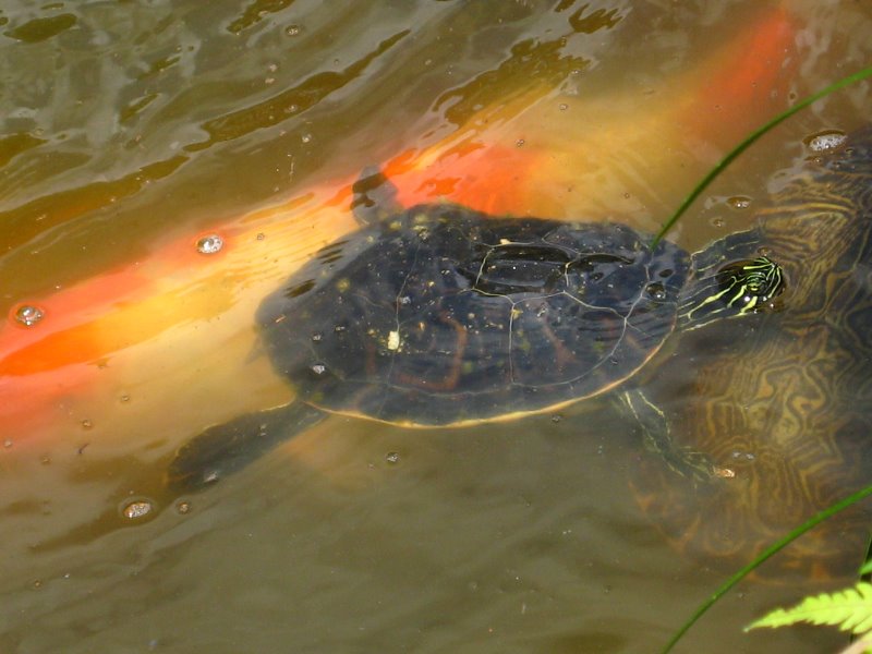 Morikami-Museum-Japanese-Gardens-Delray-Beach-FL-245