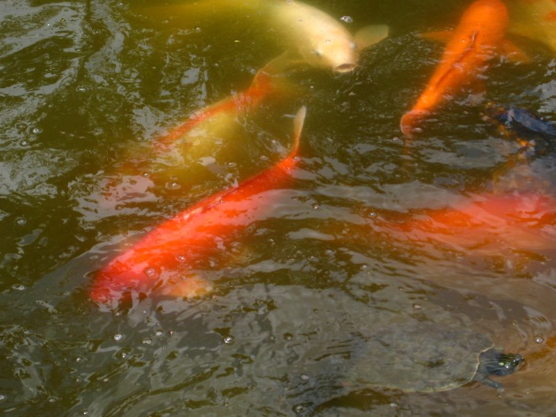 Morikami-Museum-Japanese-Gardens-Delray-Beach-FL-246