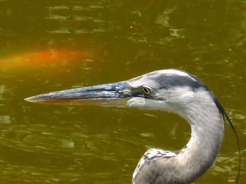 Morikami-Museum-Japanese-Gardens-Delray-Beach-FL-247