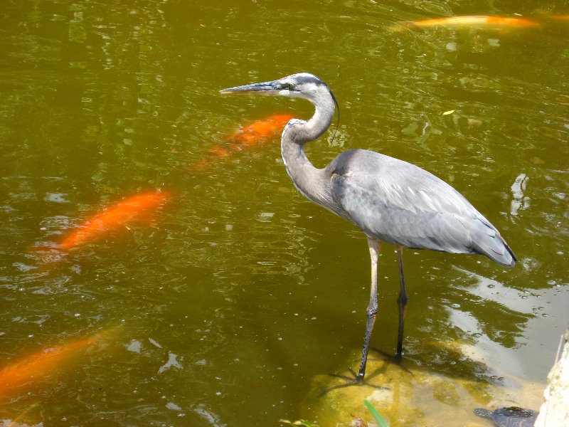 Morikami-Museum-Japanese-Gardens-Delray-Beach-FL-248