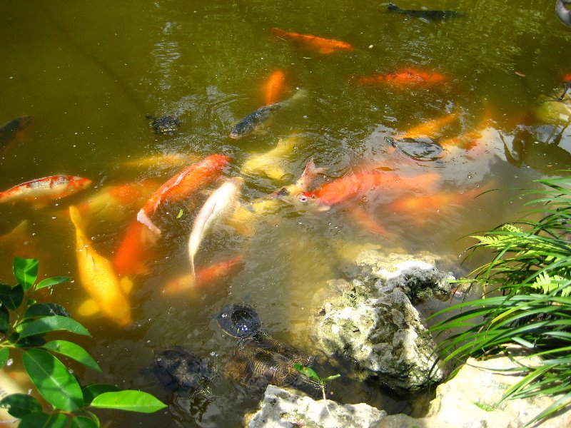 Morikami-Museum-Japanese-Gardens-Delray-Beach-FL-249