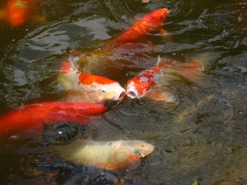 Morikami-Museum-Japanese-Gardens-Delray-Beach-FL-250