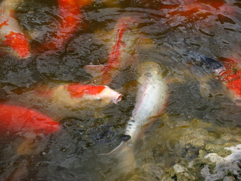 Morikami-Museum-Japanese-Gardens-Delray-Beach-FL-251