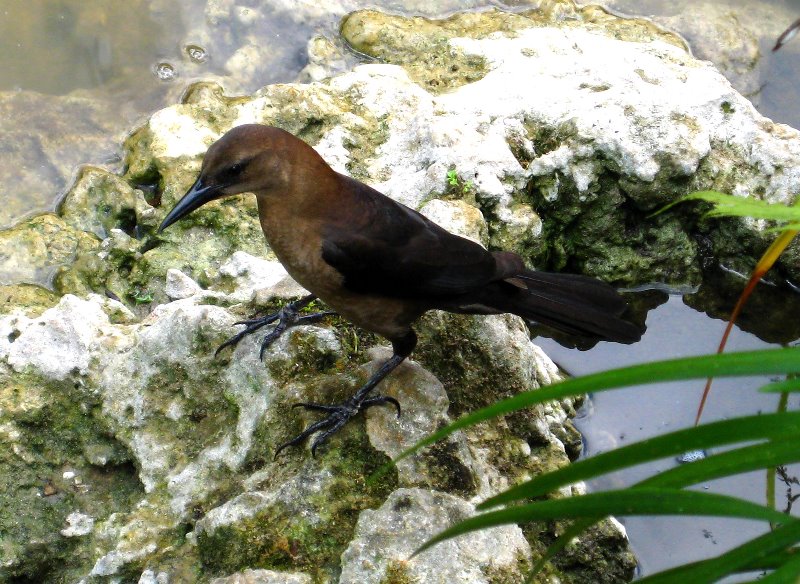 Morikami-Museum-Japanese-Gardens-Delray-Beach-FL-253