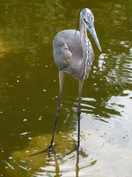 Morikami-Museum-Japanese-Gardens-Delray-Beach-FL-255