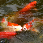 Morikami Museum & Japanese Gardens