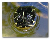 Morikami-Museum-Japanese-Gardens-Delray-Beach-FL-052