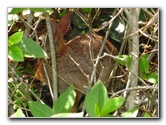 Morikami-Museum-Japanese-Gardens-Delray-Beach-FL-106