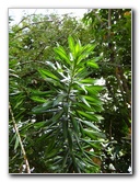 Morikami-Museum-Japanese-Gardens-Delray-Beach-FL-196