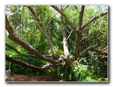 Morikami-Museum-Japanese-Gardens-Delray-Beach-FL-208