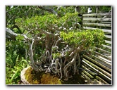 Morikami-Museum-Japanese-Gardens-Delray-Beach-FL-226