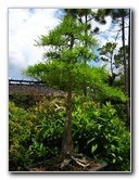 Morikami-Museum-Japanese-Gardens-Delray-Beach-FL-233