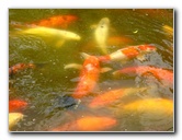 Morikami-Museum-Japanese-Gardens-Delray-Beach-FL-243