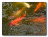 Morikami-Museum-Japanese-Gardens-Delray-Beach-FL-246