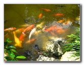 Morikami-Museum-Japanese-Gardens-Delray-Beach-FL-249