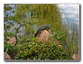 Morikami-Museum-Japanese-Gardens-Delray-Beach-FL-268