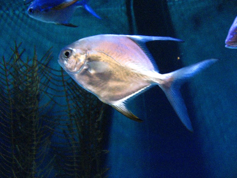 Mote-Marine-Aquarium-Sarasota-FL-007