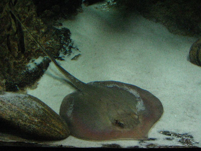 Mote-Marine-Aquarium-Sarasota-FL-010