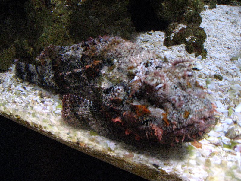 Mote-Marine-Aquarium-Sarasota-FL-015