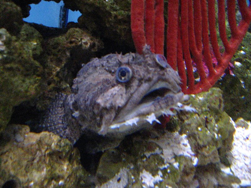 Mote-Marine-Aquarium-Sarasota-FL-016