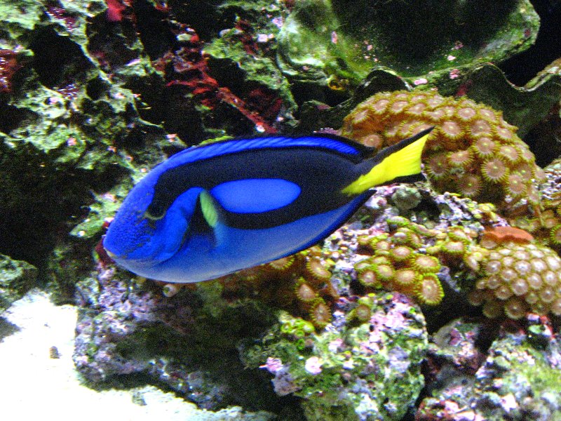 Mote-Marine-Aquarium-Sarasota-FL-025