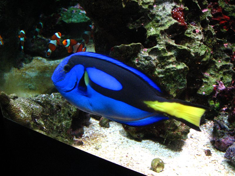 Mote-Marine-Aquarium-Sarasota-FL-026