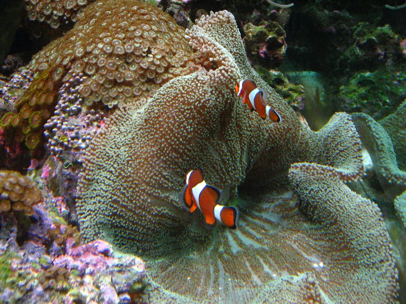 Mote-Marine-Aquarium-Sarasota-FL-027