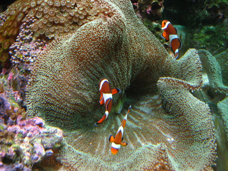 Mote-Marine-Aquarium-Sarasota-FL-028