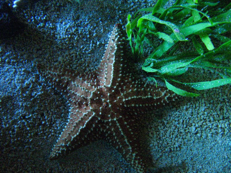 Mote-Marine-Aquarium-Sarasota-FL-035