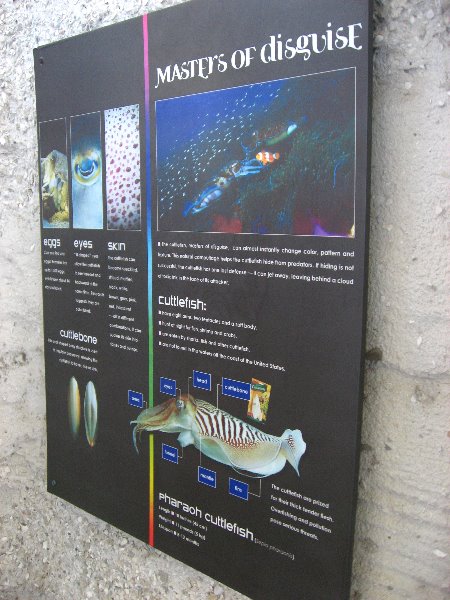Mote-Marine-Aquarium-Sarasota-FL-044