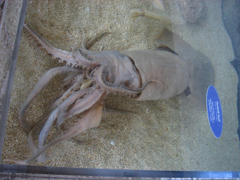 Mote-Marine-Aquarium-Sarasota-FL-046