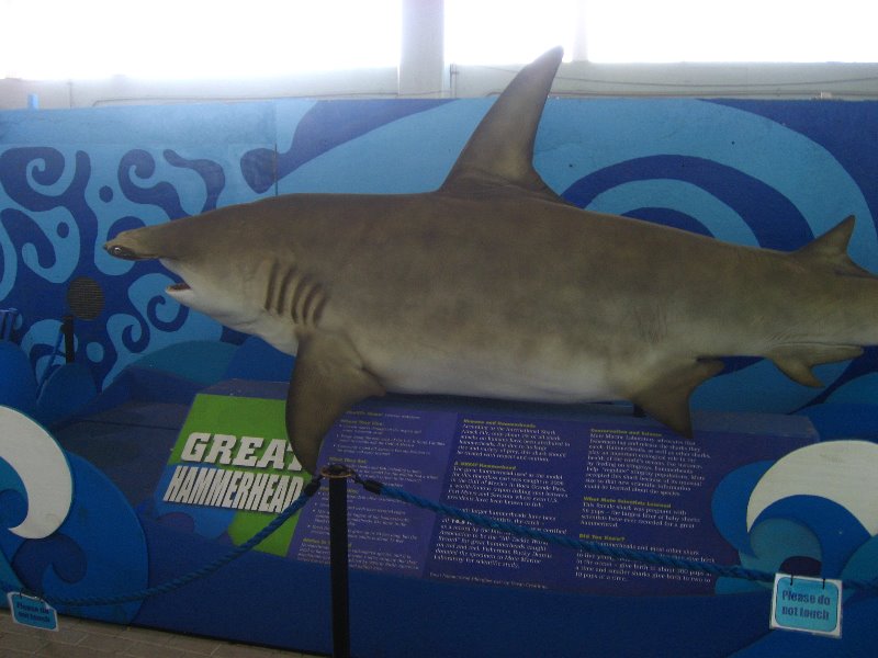 Mote-Marine-Aquarium-Sarasota-FL-051