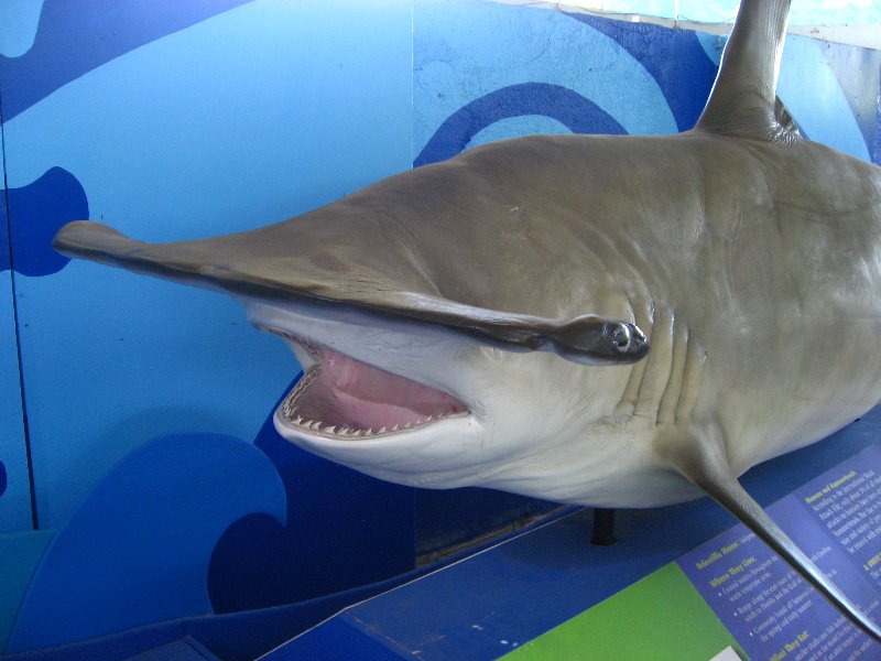 Mote-Marine-Aquarium-Sarasota-FL-052