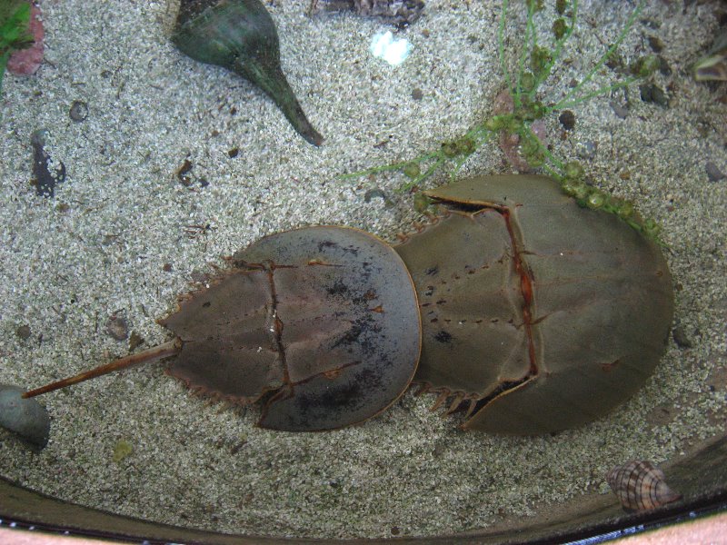 Mote-Marine-Aquarium-Sarasota-FL-056