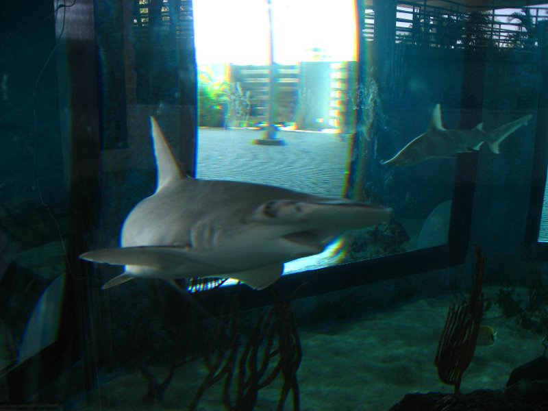 Mote-Marine-Aquarium-Sarasota-FL-058