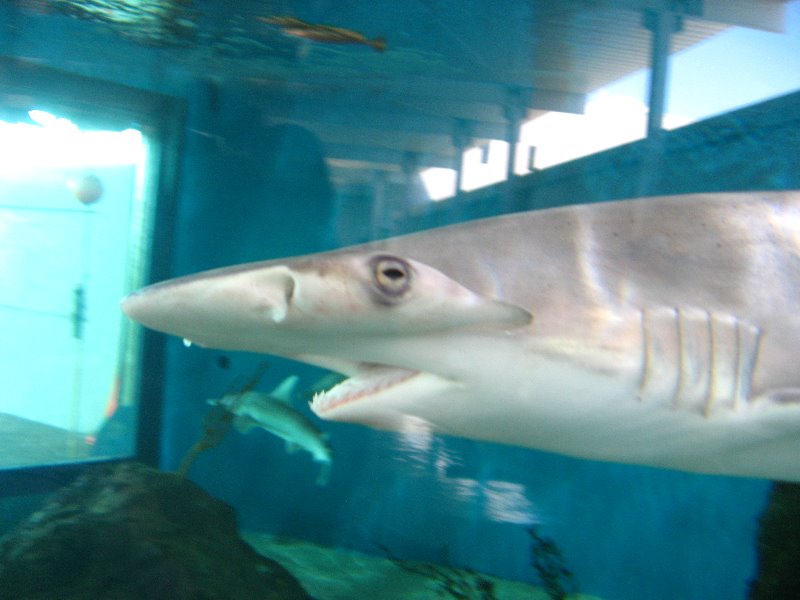 Mote-Marine-Aquarium-Sarasota-FL-059