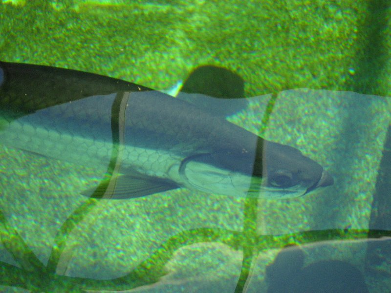 Mote-Marine-Aquarium-Sarasota-FL-066
