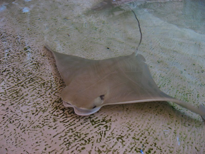 Mote-Marine-Aquarium-Sarasota-FL-072