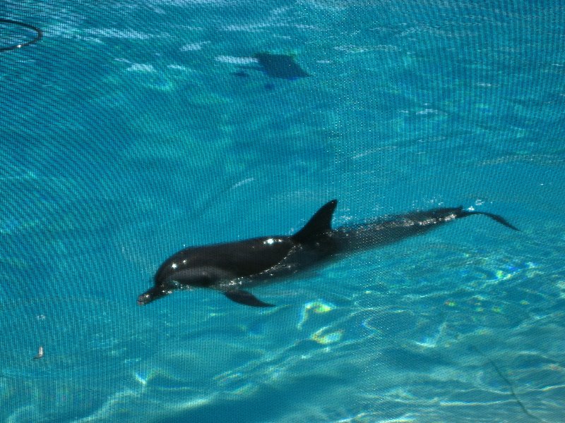 Mote-Marine-Aquarium-Sarasota-FL-084